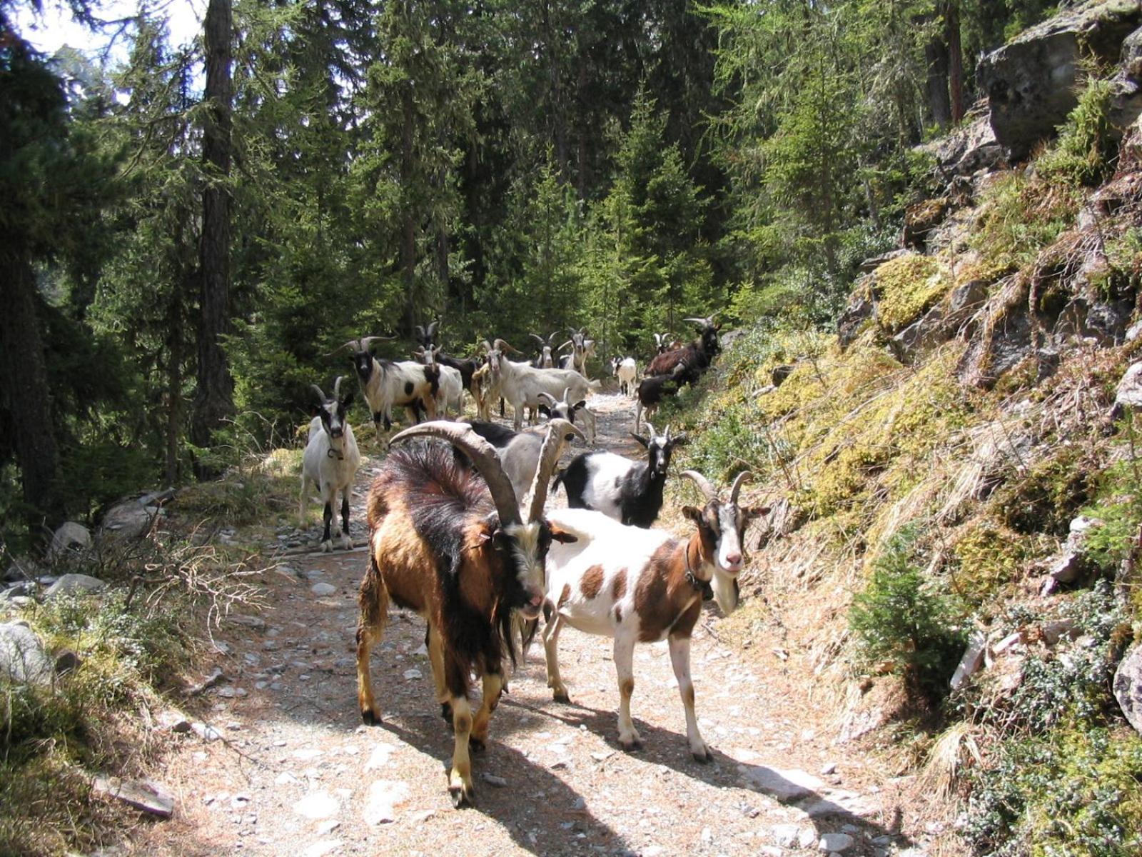 Haus Alpenruh Otel Sankt Leonhard im Pitztal Dış mekan fotoğraf